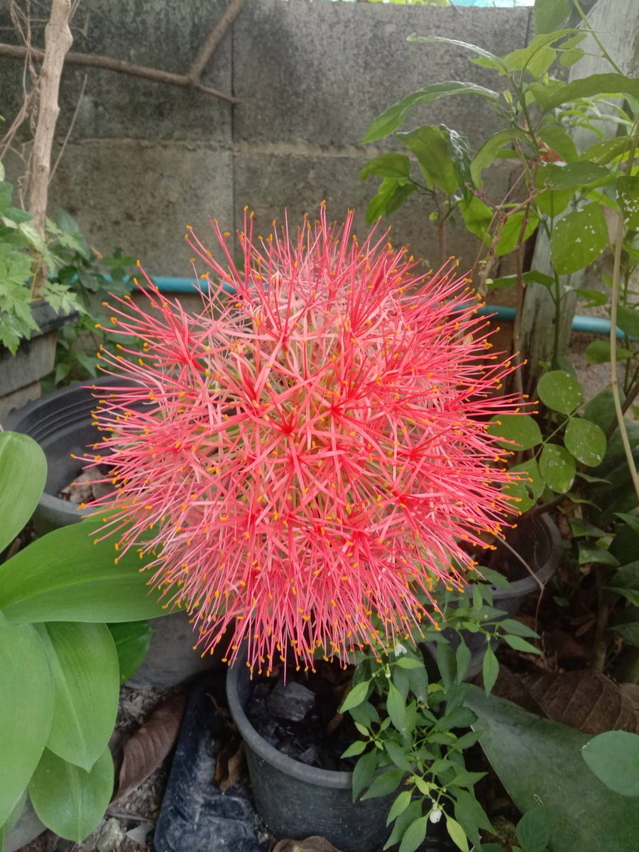 ☘️🌺 #HappySunday 🌺☘️
#FootballLily #PowderPuffLily #AfricanBloodLily #BloodFlower #ScadoxusMultiflorus #Amaryllidaceae #HaemanthusMultiflorus #FLOWER #FlowersOfTwitter #GardenersWorld #GardeningTwitter #RedFlower #Beautiful #joy #Nature #picoftheday