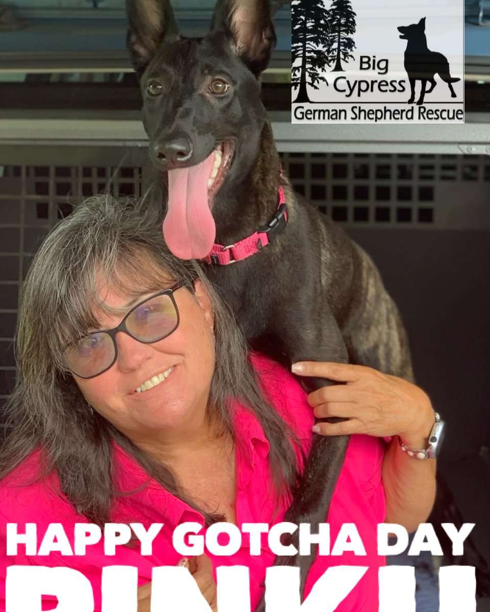 Happy Gotcha Day to our Pink pup!! We are so happy for her and can’t wait to see what she becomes!! #maldutchie #adoptionislove #BCGSR2023 #adoption2023