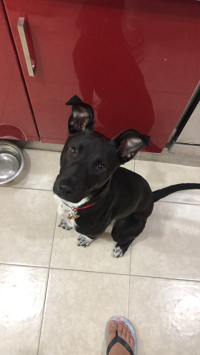 eduardo_marqz's tweet photo. @Estefierritox 1. Zahis el día que la adoptamos 
2. Zahis cumpliendo un año con nosotros
3. Zahis queriendo comida 
4. Zahis adueñándose de la cama https://t.co/v3ZVZUSJsc