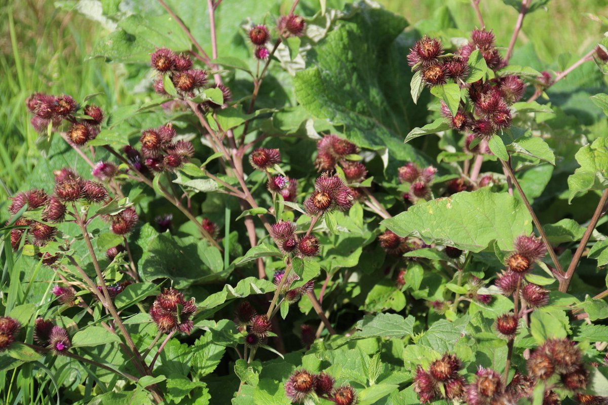 For #wildflowerhour #urbanflora Burdock pushes it's way through in the most unlikely of places given a chance😉