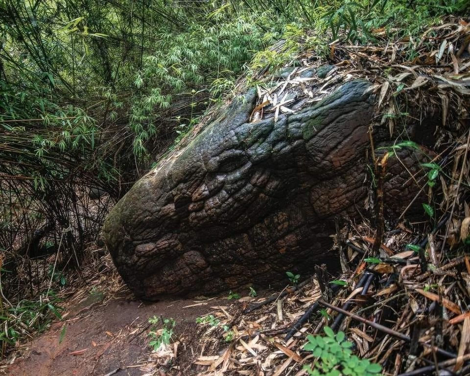 mystic_dragongm's tweet photo. Your adventuring party stumbles across this while exploring the deep jungles. What do you do? #ttrpg https://t.co/QySrOf5Dwi