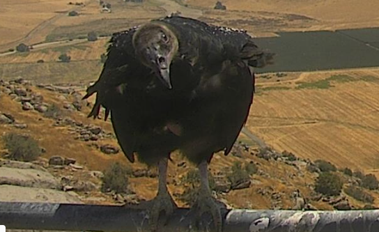 engineco16's tweet photo. Hello! #FireCamCondors #RedAlert, Evil #Crow. #CaliforniaCondor #Condor #RockyHill https://t.co/LuunMxcpWf