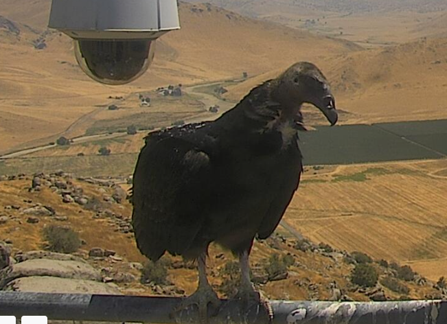 engineco16's tweet photo. Hello! #FireCamCondors #RedAlert, Evil #Crow. #CaliforniaCondor #Condor #RockyHill https://t.co/LuunMxcpWf
