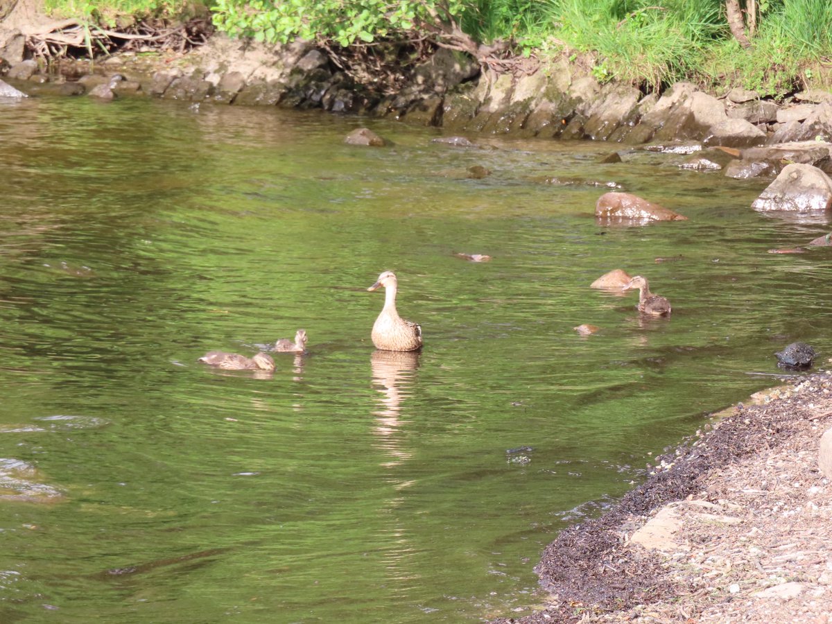 wapple15's tweet photo. A #DuckReport from #DuckBay on #LochLomond π΄σ §σ ’σ ³σ £σ ΄σ Ώ π¦π¦π¦π¦ https://t.co/ufY3Uzlvnn