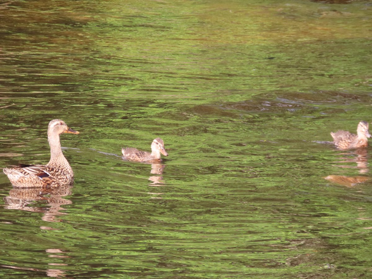 wapple15's tweet photo. A #DuckReport from #DuckBay on #LochLomond π΄σ §σ ’σ ³σ £σ ΄σ Ώ π¦π¦π¦π¦ https://t.co/ufY3Uzlvnn