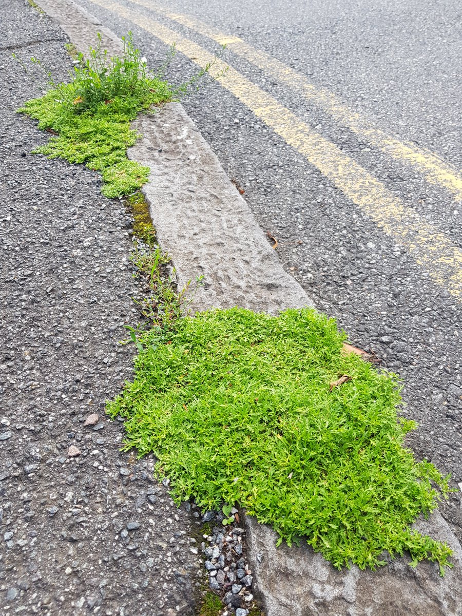 Not sure what this tiny, fleshy and downy plant is, but it seems to like life on this SE London kerb!
#wildflowerhour #UrbanFlora