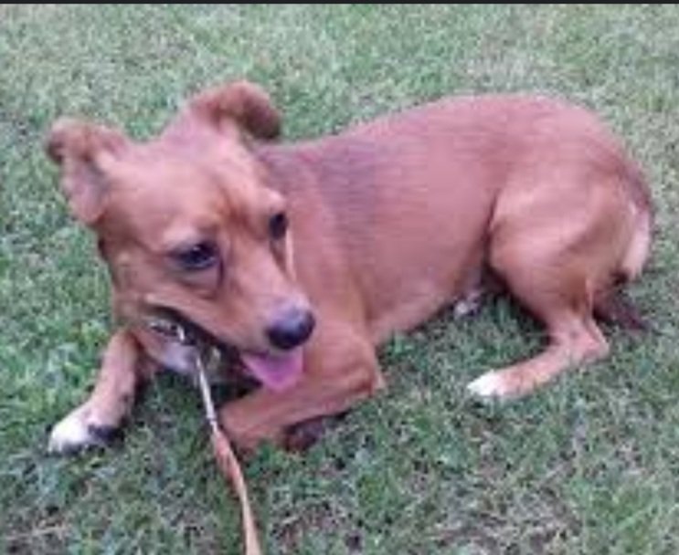 СЕ БАРА!
Ве молам споделете!
Денес ИВА во парк Сарај избезумено ми избега од петарда и 6 часа ни трага ни глас од неа. Објавена е во ФБ групите, но можеби тука некој ќе ја види и препознае. Веќе може да биде било каде. Питома е и чипирана. Благодарам.