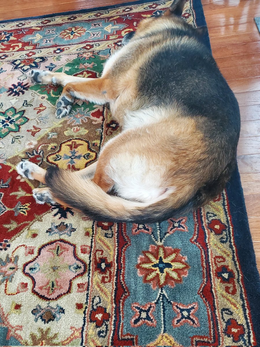 beetzgurl's tweet photo. It's just too hot for her today https://t.co/O9KwdAX1gl