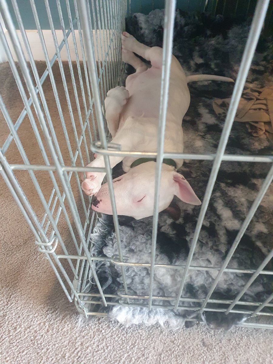 After months of deliberation on suitable breeds meet Pippin Parry a 10 week old English Bull Terrier. Already part of the family and Lilly loves her little sister. ❤️ @Helen20Masters @mjpGibbs @GayleRaybould @Mnormanedu @F_MLeah