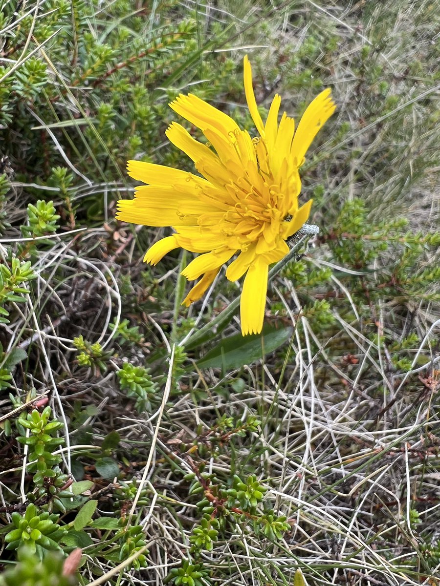 A sadly unidentified alpine Hawkweed sp. from a late laying snowbed at 980m in the #Cairngorns for #WildFlowerHour.

Filthy (see: classic Scottish august) but memorable weather for our visiting #eLTER colleagues who’d travelled from desert research station for the experience!