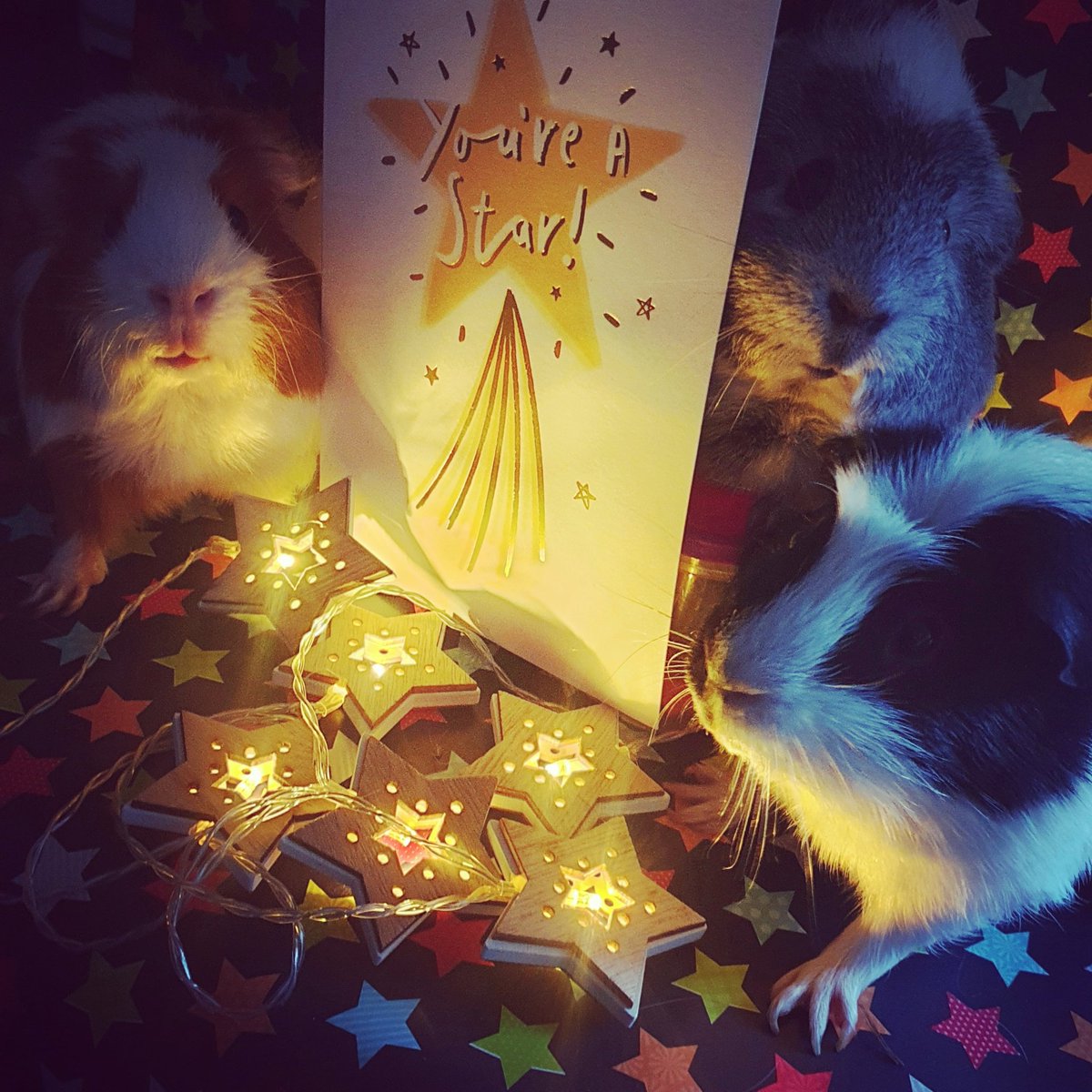 Quzerock's tweet photo. To all you stars out there keep on shining bright love my 🌟 🌟 🌟
#guineapig #guineapiglove #guineapiglife #guineapiggy #guineapiggies #cavy #cavylove #adultguineapig #oneyearoldguineapigs #fortheloveofguineapigs #gpig #guineapigplaytime #guineapigfanclub #guineapigworld https://t.co/JDfd7Fpi3Y