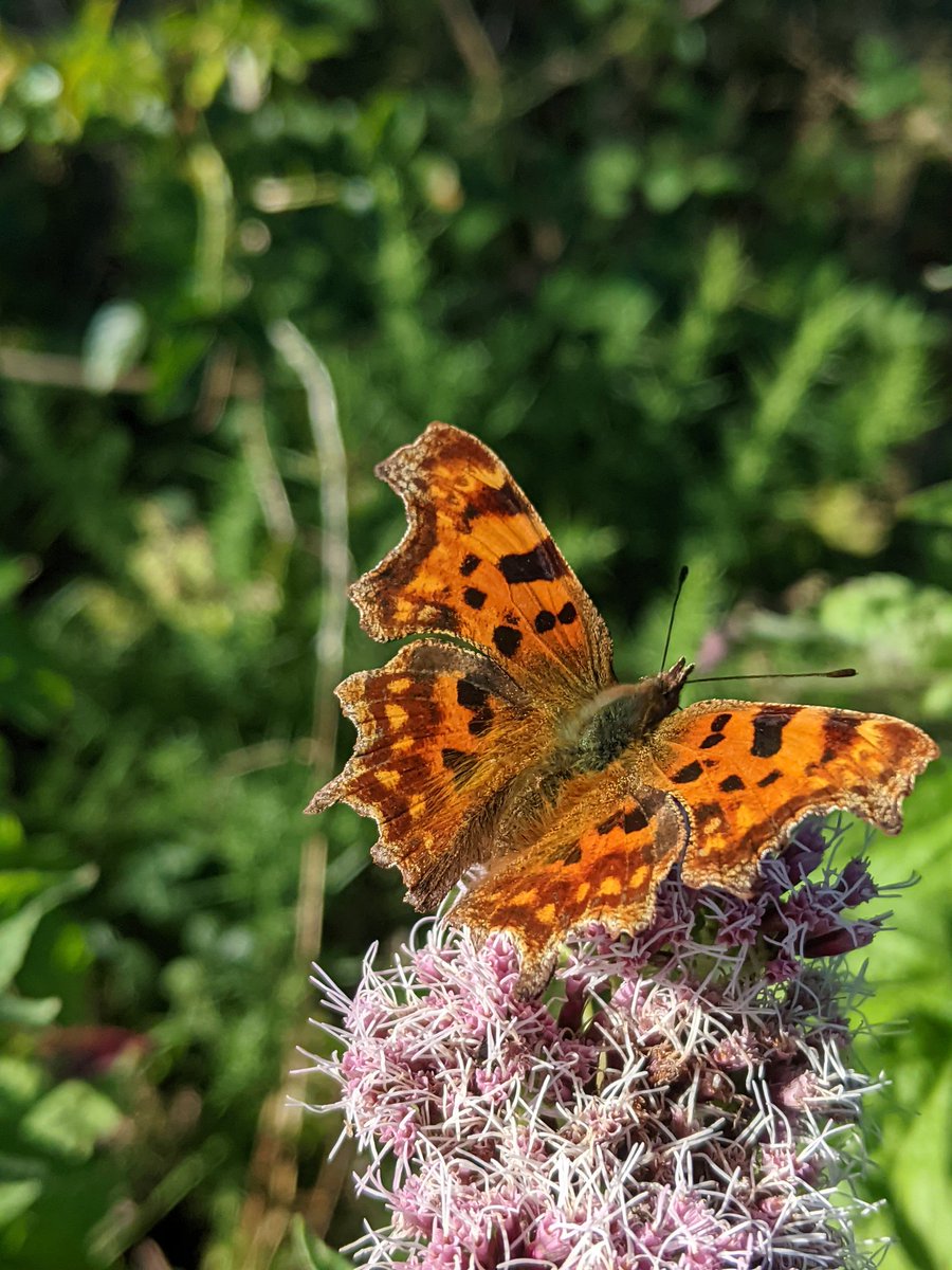 Alice Cousens tweet media