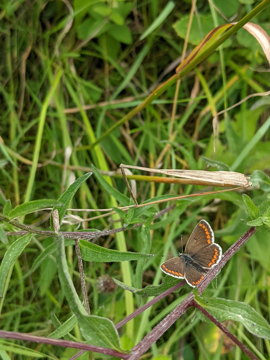 Alice Cousens tweet media