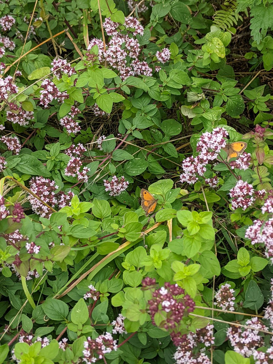 Alice Cousens tweet media