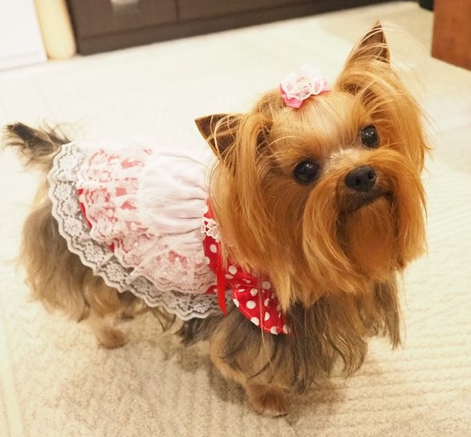 「ママさん　黒いお洋服でお出掛け沢山してるでしゅ
　わたちは　お留守番だから　めっ！ってしたいでしゅ
　ママさん泣いてるからできないでしゅ」byエンジェル

身近に不幸が重なると辛いですね
救急がひっ迫していなければ　助かったかもしれない命もあり　やりきれないです
#皆様御身体大切に ！