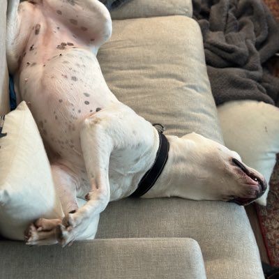 ACtr3s's tweet photo. #bellyrub #DogoArgentino #zoë https://t.co/QhQFTsrETH