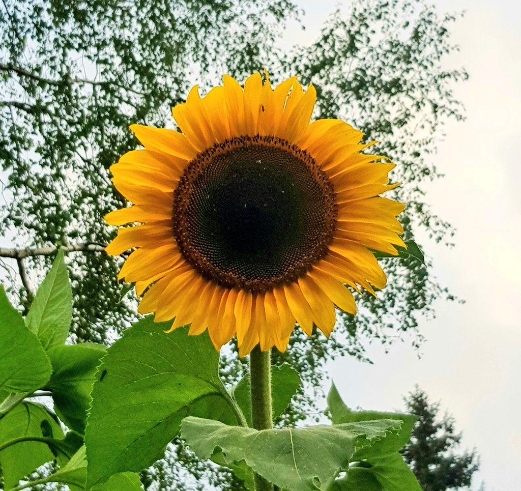 MarkettaVainio's tweet photo. Päivän täydellinen kukka. Auringonkukka, Heliantus annuus.
 Korkeus 3,2 metriä. Upea.
#päivänkukka #auringonkukka #helianthusannuus #omastapuutarhasta https://t.co/zCsSILbRdg