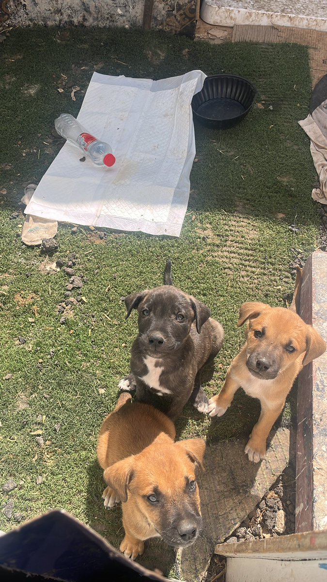 jhoselygamarra's tweet photo. Estamos dando en adopción estos cachorritos de 2 meses, los encontramos en vidu 🥺
Están desparasitados y tienen su primera vacuna 
Ayúdenme a compartir para encontrarles una buena familia ❤️ https://t.co/eK9gXI2Mnd