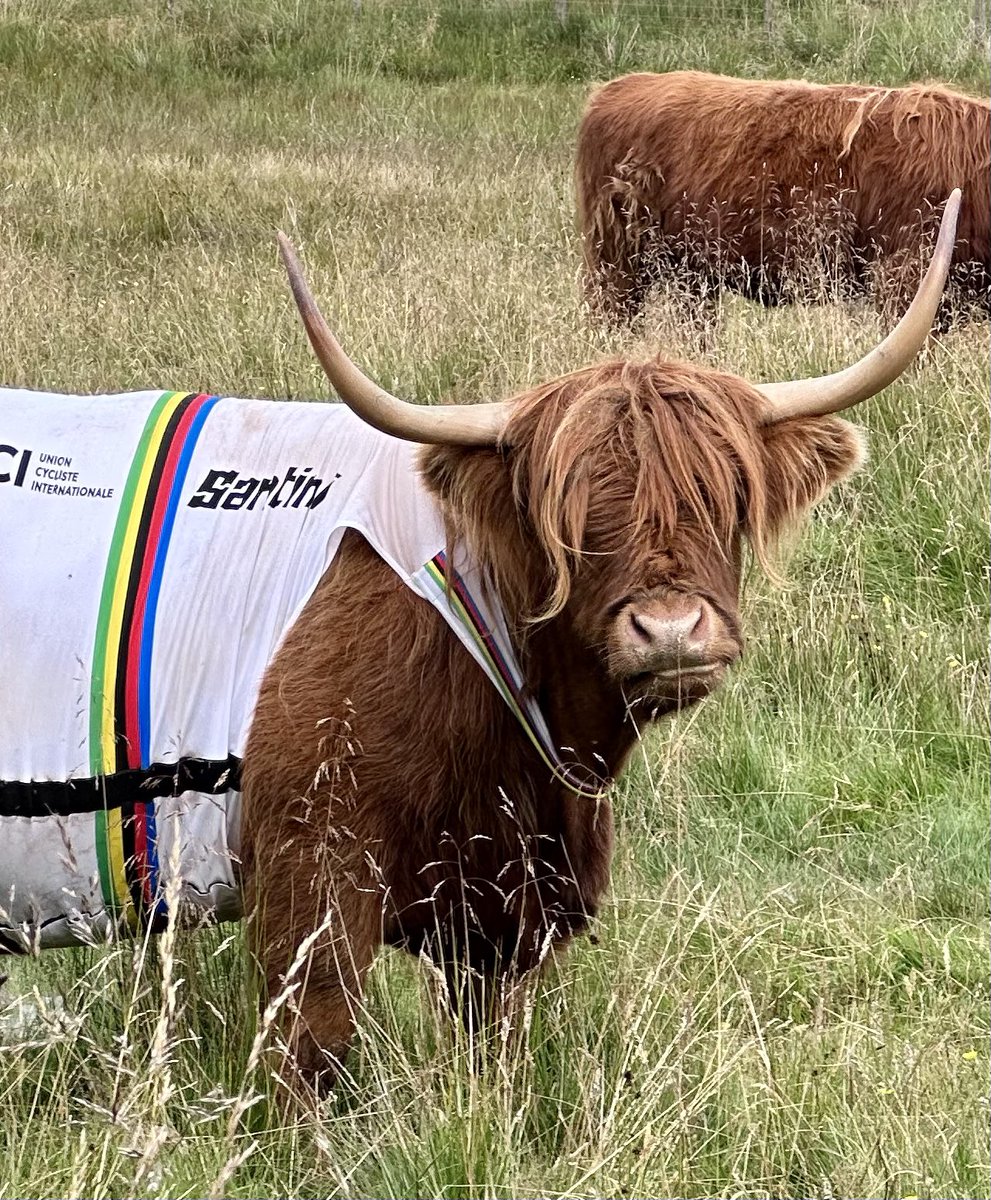 iainmacivertodd's tweet photo. @UCI_cycling the highland cows are fans of cycling https://t.co/bHPxyWOsz9