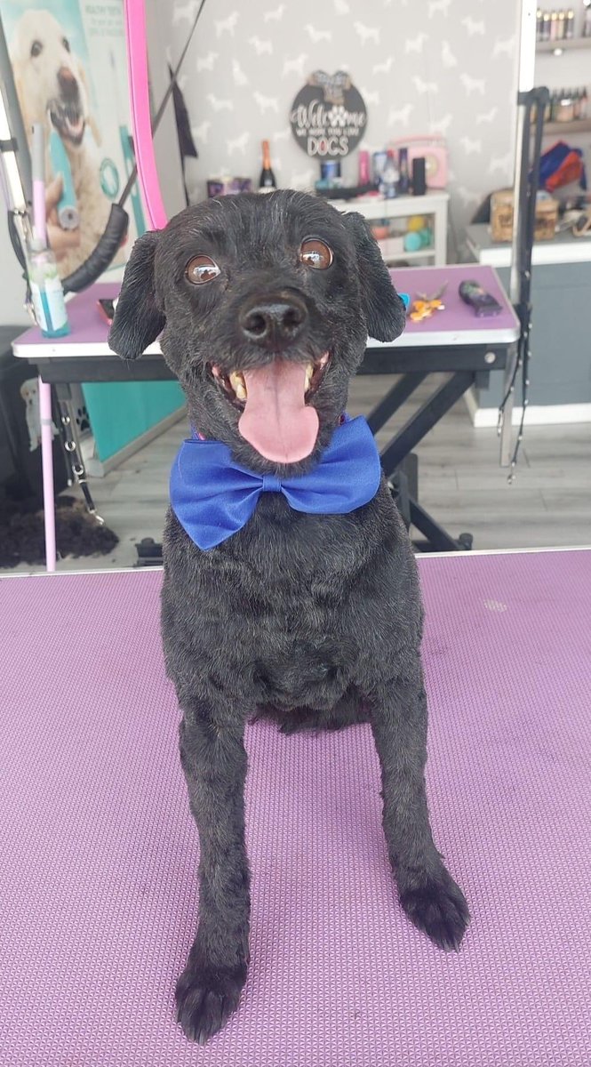 lyssa_maniai's tweet image. A smiling Roxy #pomapoo #dogsoftwitter