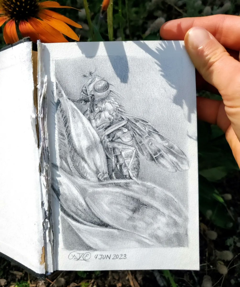 LindZeamays's tweet photo. Sketchbook may be falling apart but that won't stop me. Picture-winged fly genus: Ceroxys.
🪰
#entomologyart #dailysketch #ArtistOnTwitter #scienceartist #illustrator https://t.co/sF0Pg5mzOZ