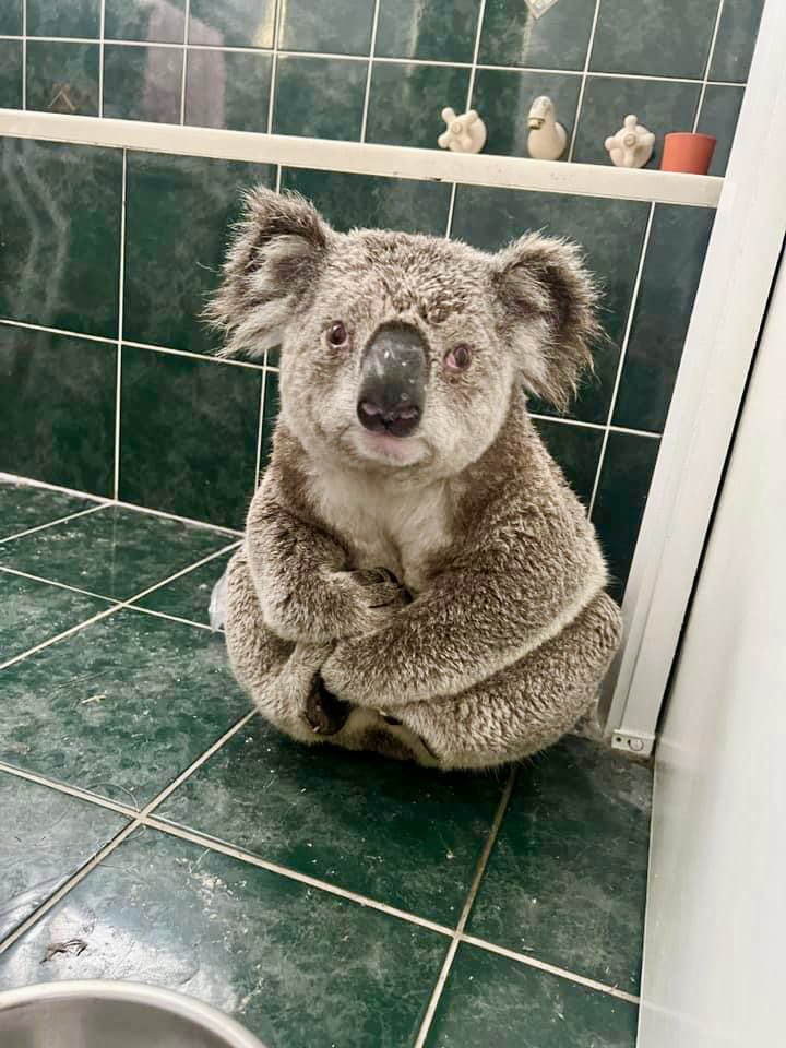 ctownkoala's tweet photo. Check out the story for free click on link below ⬇️ 
https://t.co/5qQ1JWYqFK https://t.co/S0N7BopxB0
