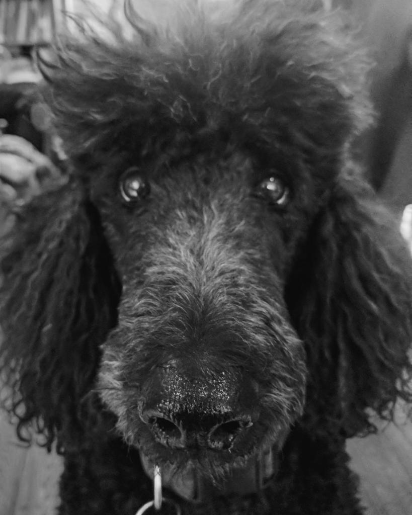 Stephen Yip, MD/PhD FRCPC tweet media