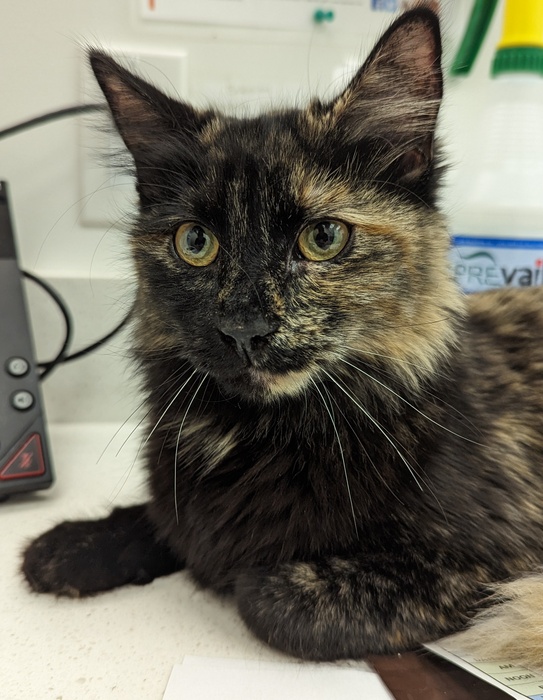 🎀Meet Hazel-May. This sweet affection-loving feline is available for adoption. She enjoys playtime and being around people. She hasn’t found her purrfect lap to snuggle into yet, but we hope someday soon she will. Hazel-May: bit.ly/3YiCscE #squamishbc