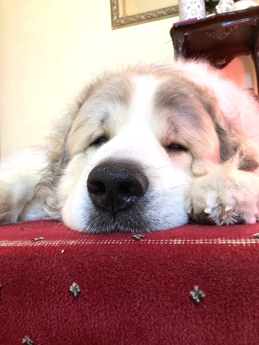 Shadowspark tweet media