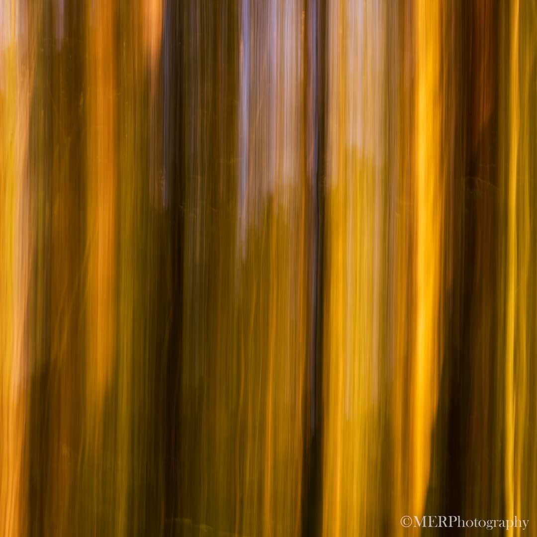 Sunset amongst the trees.

ICM is a love it or hate it, but I personally love it. It adds movement and abstract to a long exposure image.

#ICM#icmphotography#icmphotomag #theschoolofphotography#sheclicksnet #sunday
