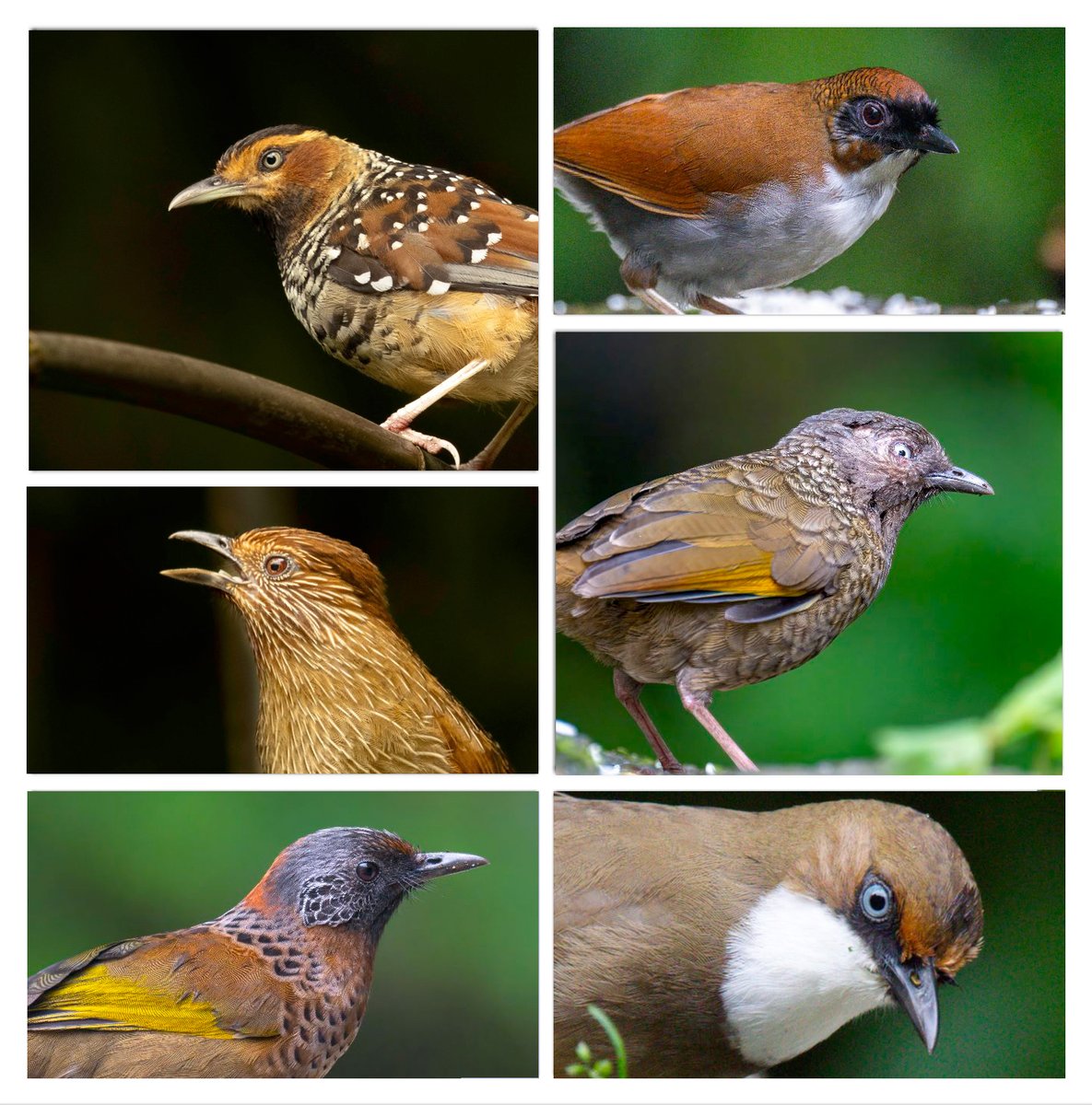 aviantrips's tweet photo. 🖼️ Pic 04
01)  Spotted Laughingthrush
02)  Grey-sided Laughingthrush
03)  Scaly Laughingthrush
04)  White-throated Laughingthrush
05)  Chestnut-crowned Laughingthrush
06)  Striated Laughingthrush https://t.co/N0GMaALba0
