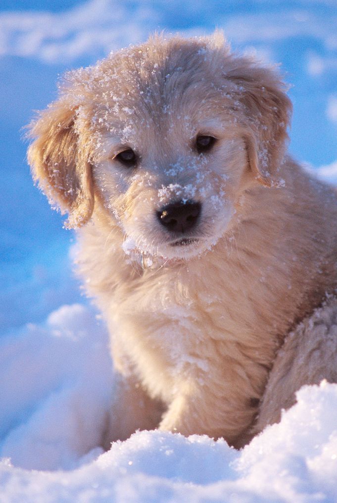 puppiesDoglover's tweet photo. So cute 🥰 https://t.co/sN2kM8IAZq