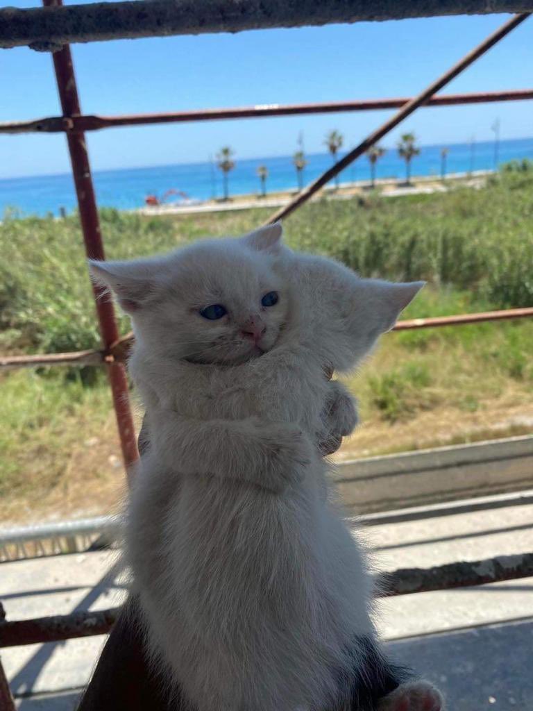 Chipsy🧸 tweet media