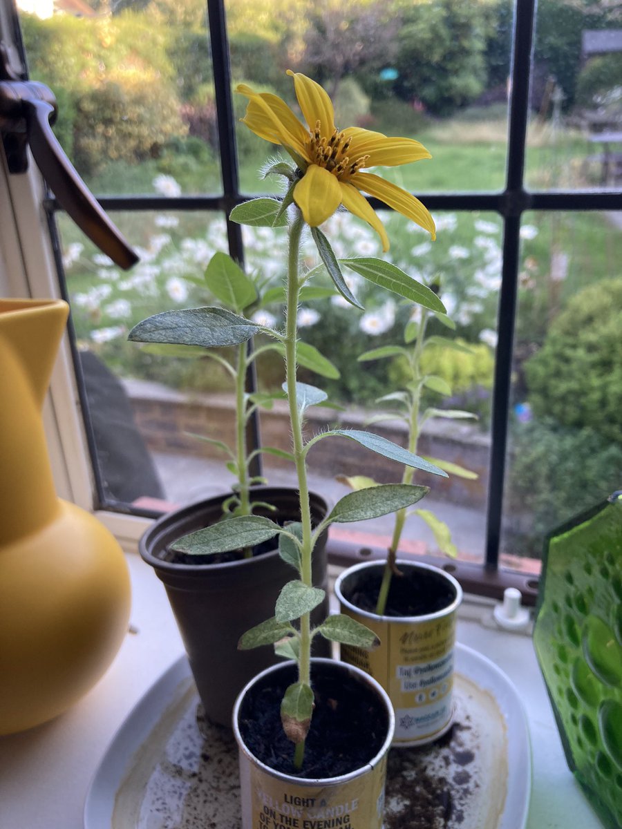 dg252's tweet photo. I planted the seeds in my @YellowCandleUK and now I have a 🌻with two more on the way 🤞🏻#sunflowertoremember https://t.co/ysnSX51Wg7