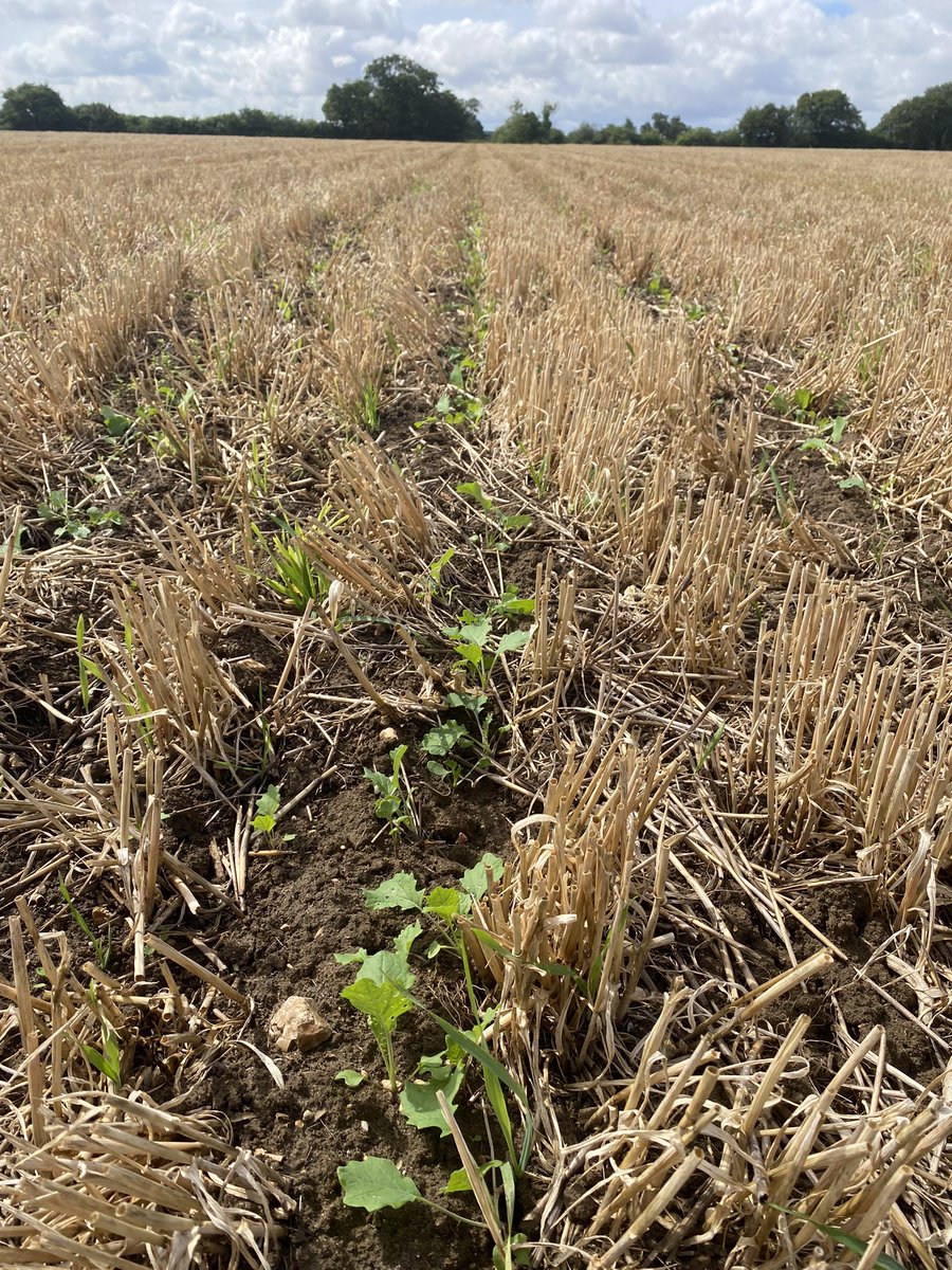 First drilled field of OSR looking good, Caught Flash giving it a close up inspection as well! 🐶