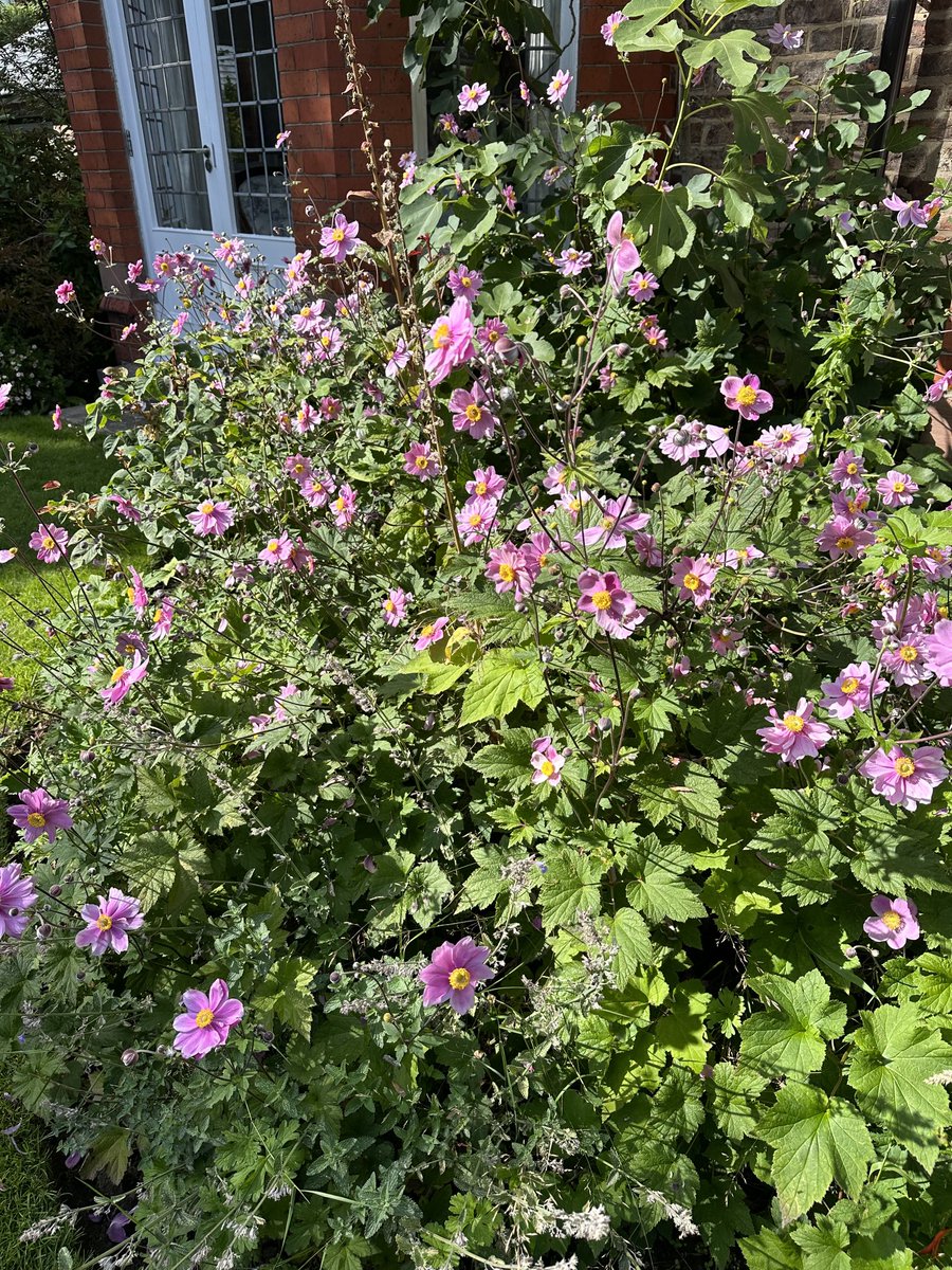 My anemones are out! 🌸😊#garden #gardening