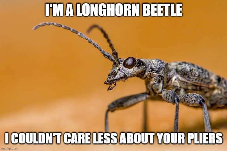 RadioAlchemist's tweet photo. @andysims4049 @LincsBeetles @sheborg @LincsWildlife @LincsNaturalist It's a viral/translative/predictive text corruption of the name Black-spotted Longhorn Beetle. Not sure how it started. https://t.co/nuIxhpj8Z8