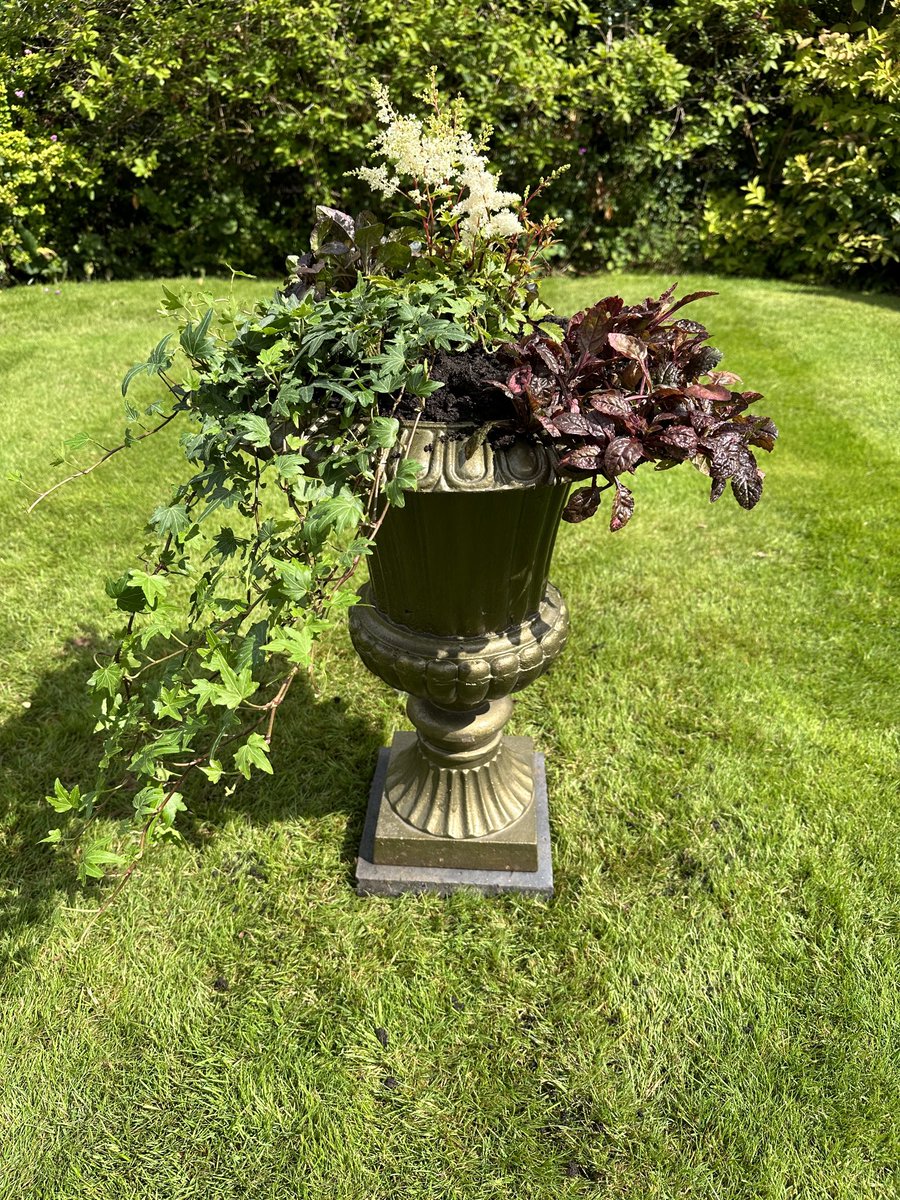 Bought the urn on eBay and planted it up. Chuffed with it. 😊👩‍🌾 #garden #gardening