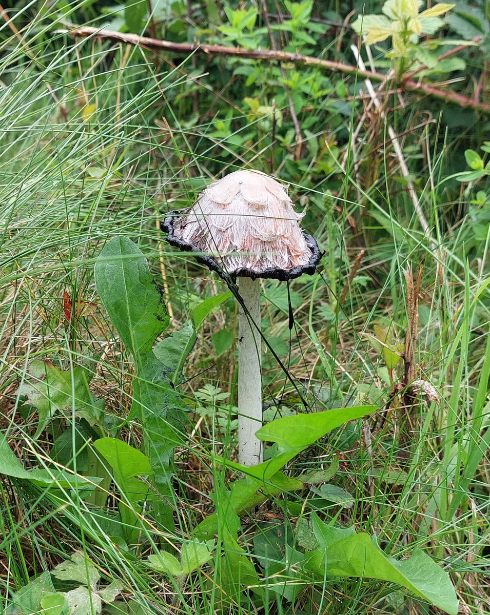 A pointer to show the way through the showers today, and treats to reward the endeavour.