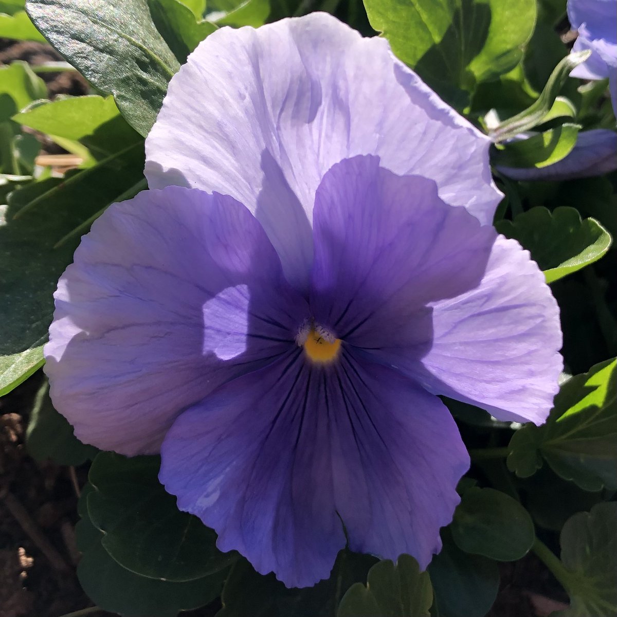 Shadows playing on a purple pansy petal. (Say that 3 times…) And a beautiful iris—the ballerina of the flower world. 💜🌿
#NaturePhotography #nature #naturelovers #Flowers #summer