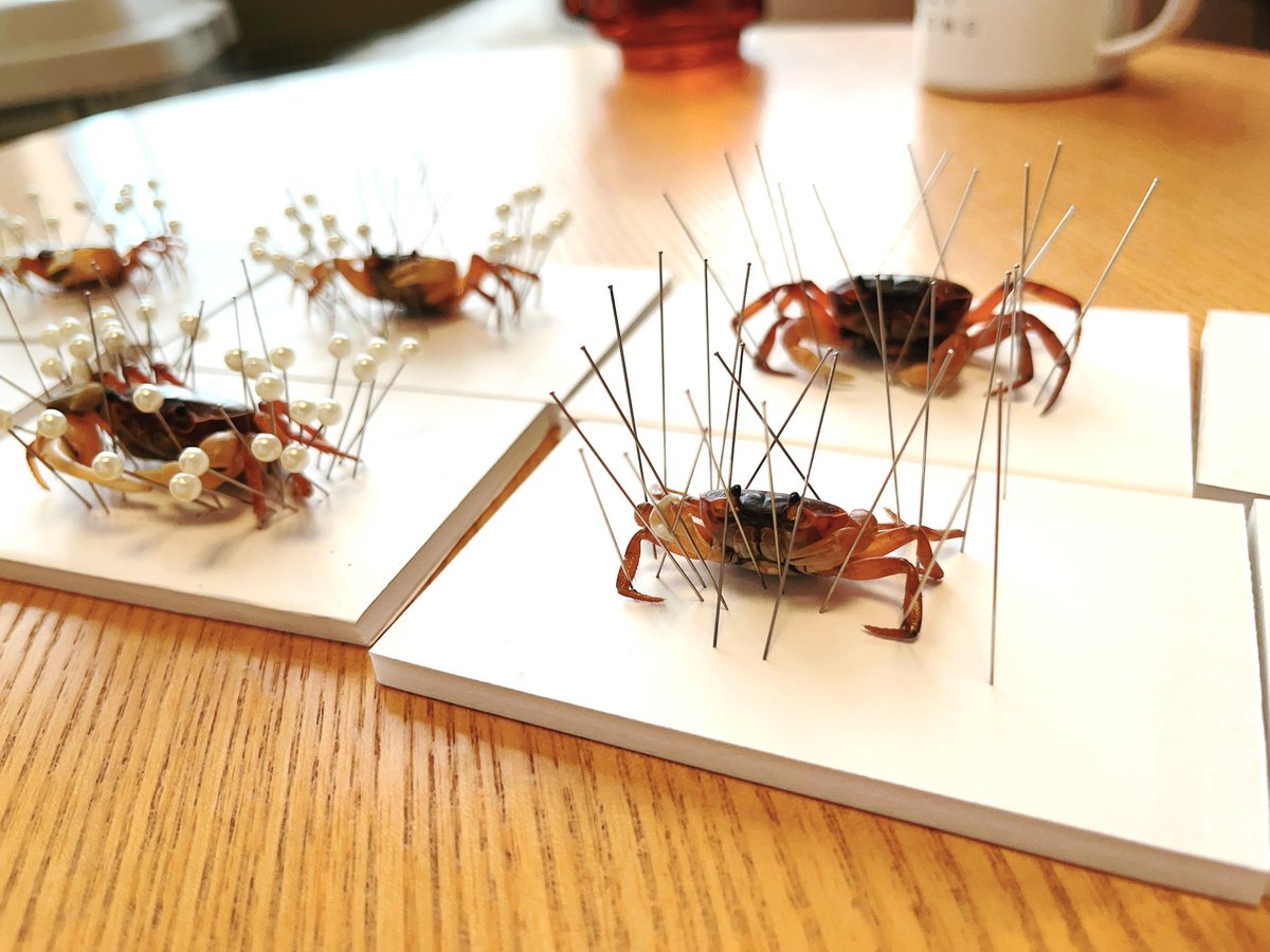 「今日は冷凍サワガニを50匹買って、数人で標本を作るワークショップをして残りを唐揚」|かわさきしゅんいちのイラスト