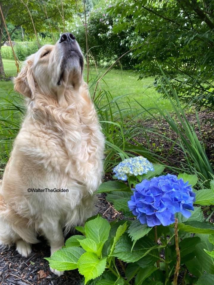 WalterTheGolden's tweet photo. #shadythrowback
#gardenclub https://t.co/IaUv4FhpHc