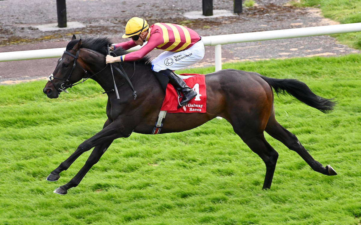 Galway_Races's tweet photo. 🏆6th race: The Kinlay Hostel Irish EBF Auction Series Maiden
Won by: Stromberg
Trained by: Joseph Patrick O'Brien
Ridden by: Dylan Browne McMonagle
Owned by: Teme Valley
👏Congratulations from all the team at Galway Racecourse
📸Healy Racing
#GalwayRaces #RarinToGo #LetsRace https://t.co/9v7wZlF4vT