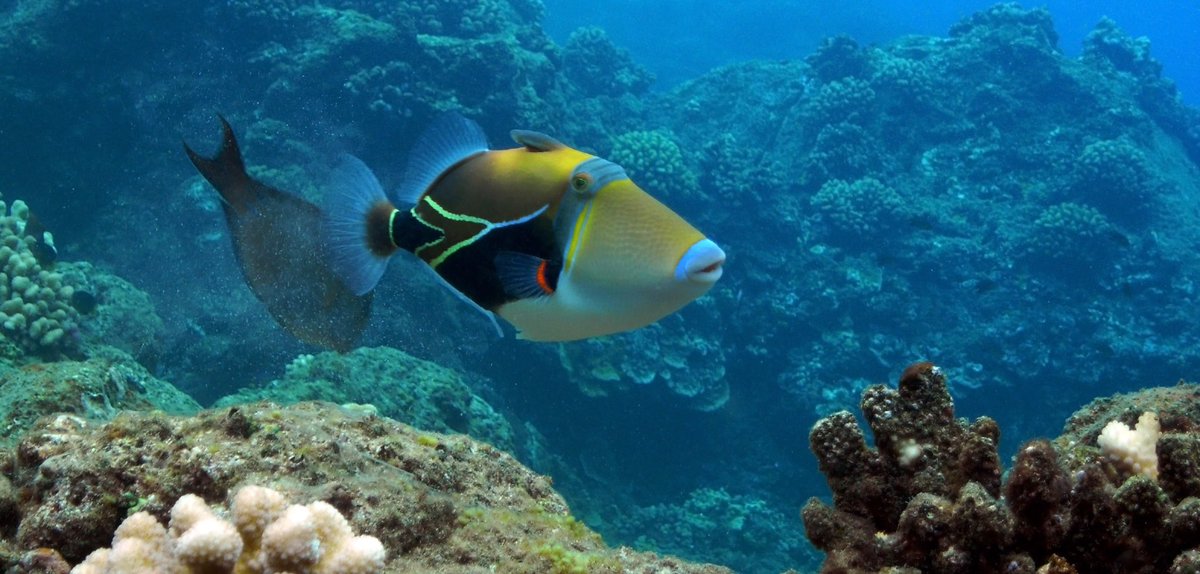 JeremyBRoberts's tweet photo. Triggerfish are found in tropical and subtropical oceans around the world. There are about 40 species of this vibrant fish, which are the Balistidae family. Most prefer the shallow coastal waters and coral reefs. https://t.co/ZYti3iOMZ7