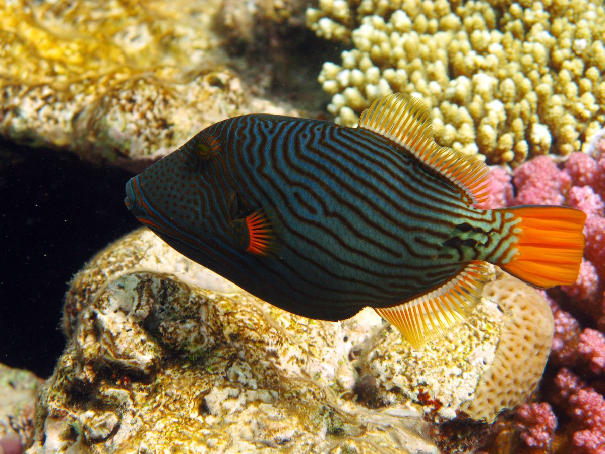 JeremyBRoberts's tweet photo. Triggerfish are found in tropical and subtropical oceans around the world. There are about 40 species of this vibrant fish, which are the Balistidae family. Most prefer the shallow coastal waters and coral reefs. https://t.co/ZYti3iOMZ7