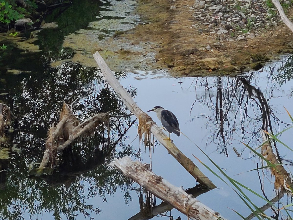 hmbradshaw's tweet image. Night Heron hunting on the creek today at Paramountranch.
#birdsofx #nightheron #xbirds