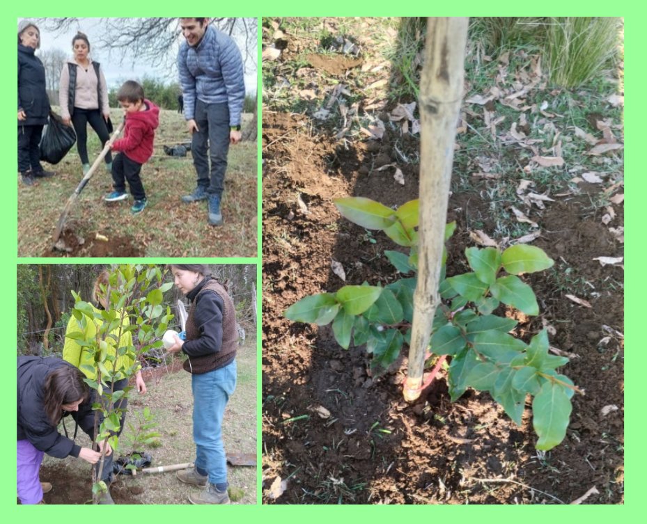 EcoMemoria's tweet photo. @EcoMemoria reunió diferentes generaciones para plantar árboles nativos por todas las victimas detenidas desaparecidas y ejecutadas políticas de la dictadura. 
"Un árbol por cada memoria, cada memoria por una nueva vida, una vida en cada árbol"
@modatima_cl 
@conaf_araucania https://t.co/5WiQXpgd8p