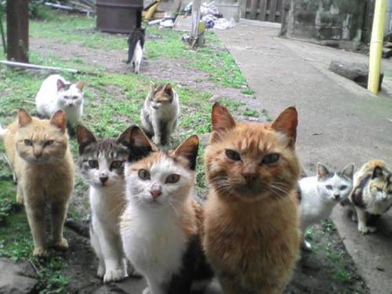 catsnkittys's tweet photo. "Is this where the crazy cat lady lives?" https://t.co/wnFNoQqlxS