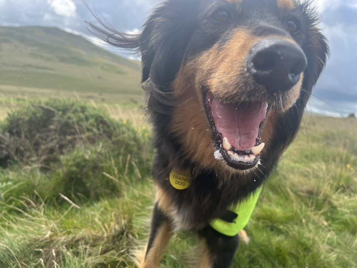 My happy face after finding a #dogsbody on #dartmoor during this months <a href="/MRSearchDogsEng/">Mountain Rescue Search Dogs England</a> national #dogtraining. <a href="/NNPMRT/">NNPMRT</a>