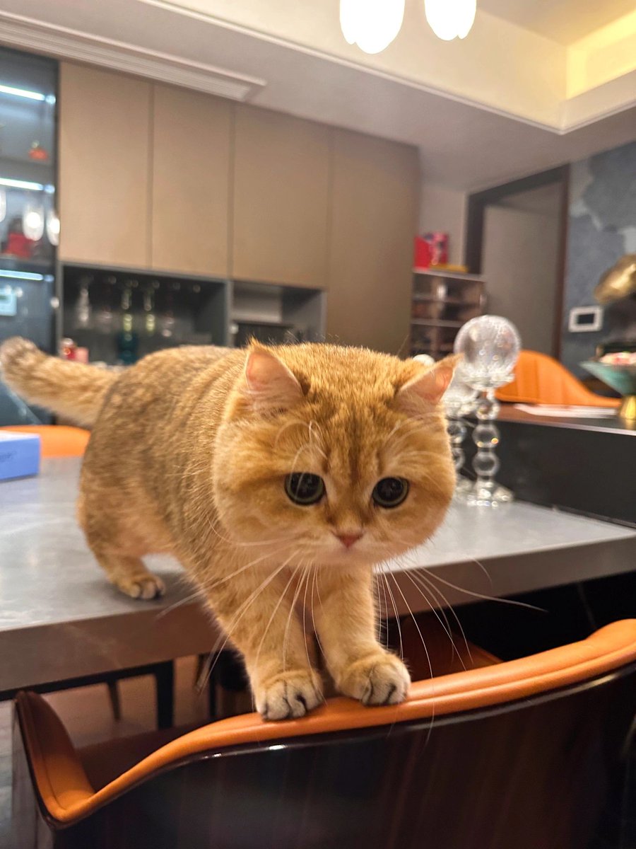 JonnePetson's tweet photo. A very naughty cat. Was it trying to fart on my desk?😂😂 https://t.co/dlt6m4me43